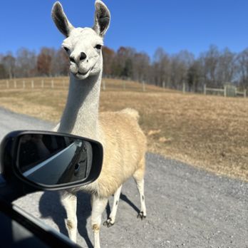 Virginia Safari Park - Llama - Zoos Near Me - Natural Bridge, Virginia Virginia Safari Park - Llama - Zoos Near Me - Natural Bridge, Virginia