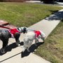 Photo of Dog Walking Dunnets