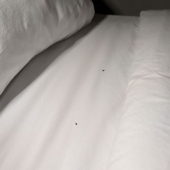 Vail Lake Resort - Mouse poop on our bed - Campgrounds Near Me - Temecula, California