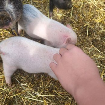 SoCalMiniPigs - Cutest baby piggies - Pet Breeders Near Me - Valley Center, California