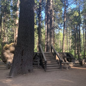 Calaveras Big Trees State Park - The giant tree stump! This tree was around 1,200 yrs old when it was cut down. 100 people can stand on this at once. - Parks Near Me - Arnold, California Calaveras Big Trees State Park - The giant tree stump! This tree was around 1,200 yrs old when it was cut down. 100 people can stand on this at once. - Parks Near Me - Arnold, California