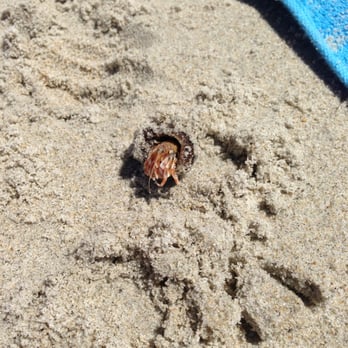 Crane Beach - Ipswich - Hermit Crab - Beaches Near Me - Ipswich, Massachusetts