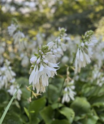Conifer Walk by null