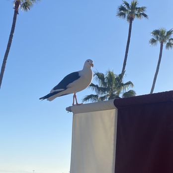 Hotel Vista Del Mar - Our breakfast guest - Hotels Near Me - Avalon, California Hotel Vista Del Mar - Our breakfast guest - Hotels Near Me - Avalon, California