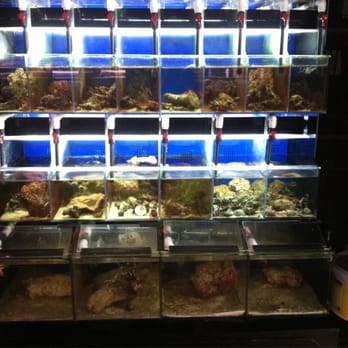 Paradise Aquarium - Pet Stores Near Me - Ridgewood, New York