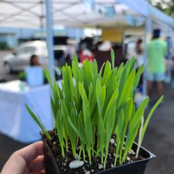 Pearlridge Farmers' Market - Cat Grass Hawaii, 2023