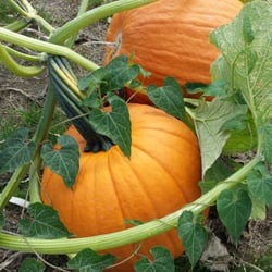Adrian Orchards