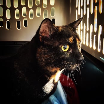 Cats Exclusive - Binxy going home clean and happy! - Animal Shelters Near Me - Margate, Florida Cats Exclusive - Binxy going home clean and happy! - Animal Shelters Near Me - Margate, Florida