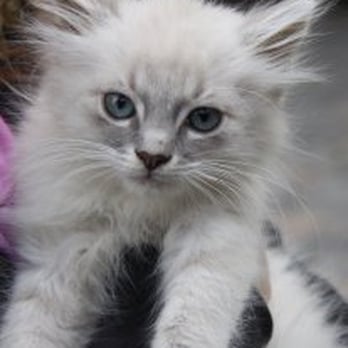 Pet Match Rescue - Adopted Cat - Carlos - Animal Shelters Near Me Pet Match Rescue - Adopted Cat - Carlos - Animal Shelters Near Me