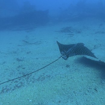 Trident Adventures - Spotted Eagle ray at our wreck dive - Dive Shops Near Me - Honolulu, Hawaii Trident Adventures - Spotted Eagle ray at our wreck dive - Dive Shops Near Me - Honolulu, Hawaii