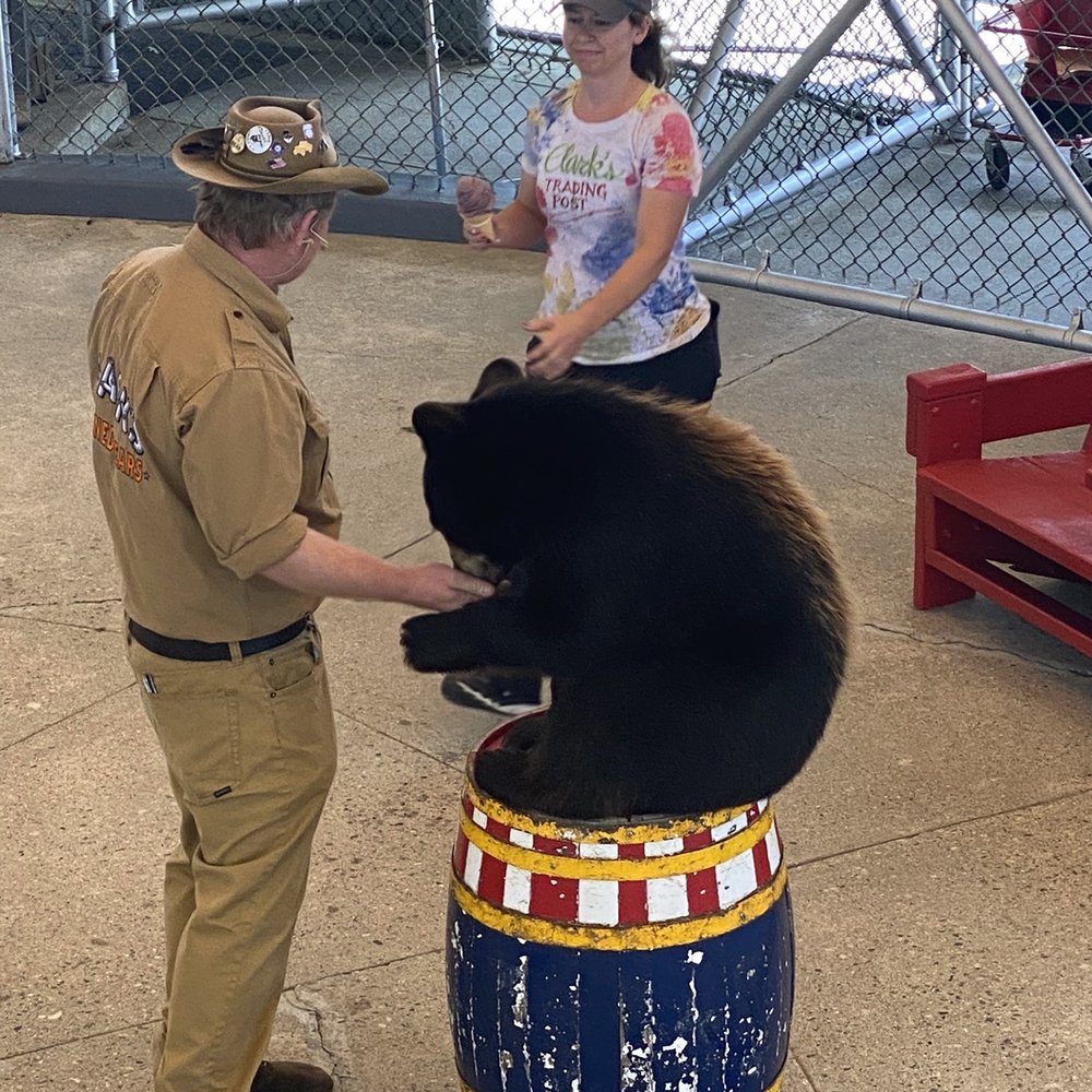 Clark's Trading Post - Bear show - Amusement Parks Near Me - Lincoln, New Hampshire Clark's Trading Post - Bear show - Amusement Parks Near Me - Lincoln, New Hampshire