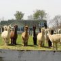 Photo of Whispering Meadows Alpaca Breeders