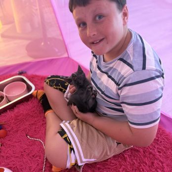 Cat Cafe Maui - Especially on a rainy day! - Pet Adoption Near Me - Kahului, Hawaii Cat Cafe Maui - Especially on a rainy day! - Pet Adoption Near Me - Kahului, Hawaii