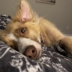 Livewell Animal Urgent Care of East Nashville - Berta
