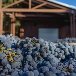 Linne Calodo - Grapes are hand-picked at peak ripeness, capturing the perfect balance of flavor and structure.