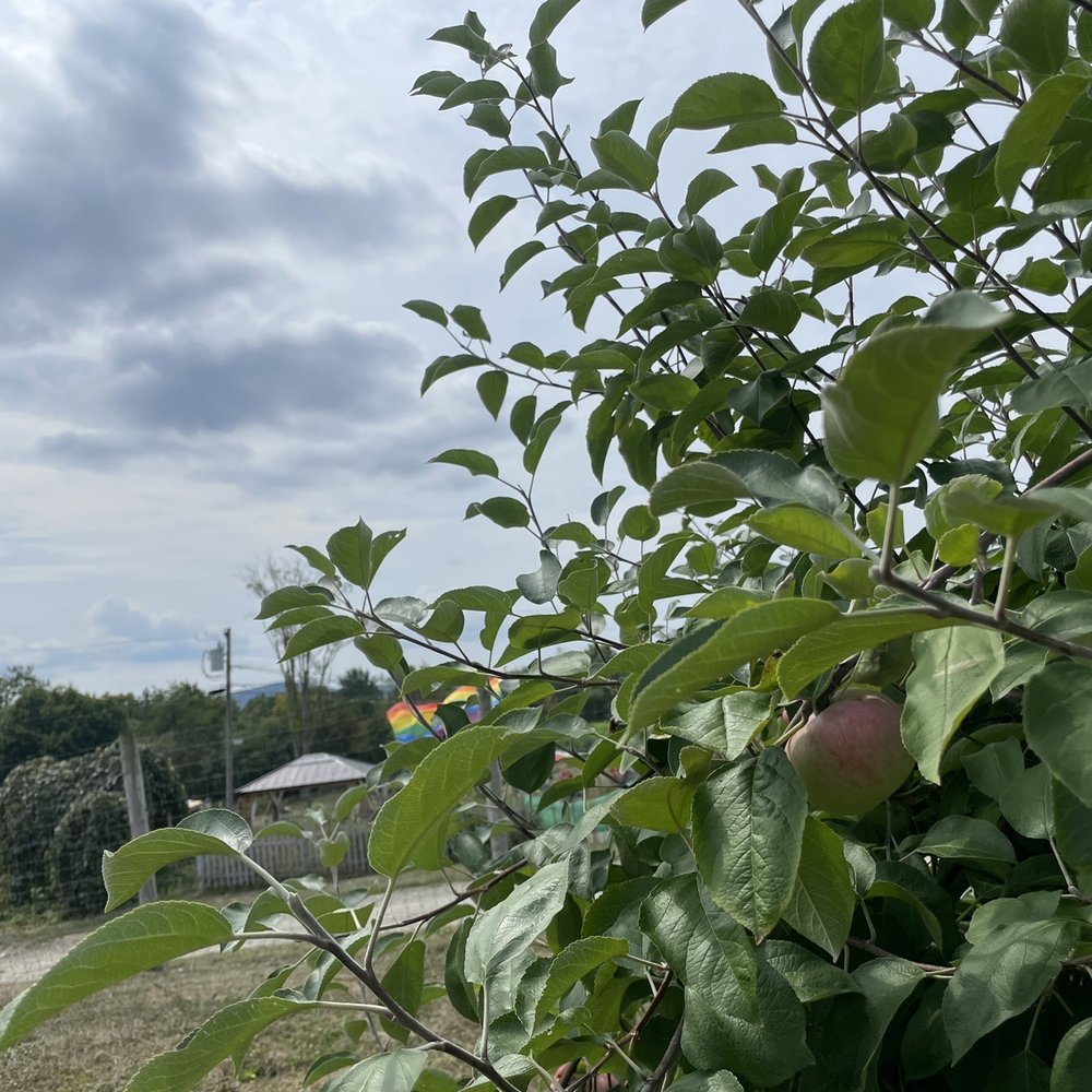 Apple Dave’s Orchards - Fruits & Veggies Near Me - Warwick, New York