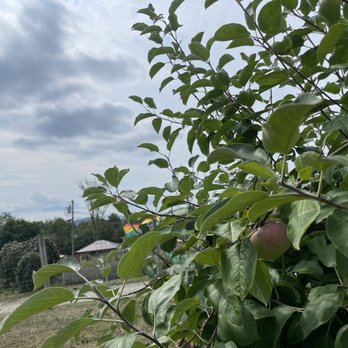 Apple Dave’s Orchards - Fruits & Veggies Near Me - Warwick, New York
