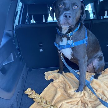 Three Dog Bakery Encino - With new chew (peanut butter braid) - Pet Stores Near Me - Los Angeles, California Three Dog Bakery Encino - With new chew (peanut butter braid) - Pet Stores Near Me - Los Angeles, California