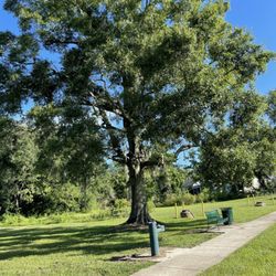 Fry Park