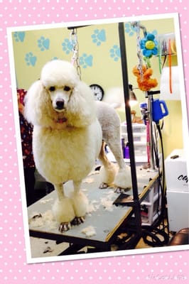 dog beauty salon near me