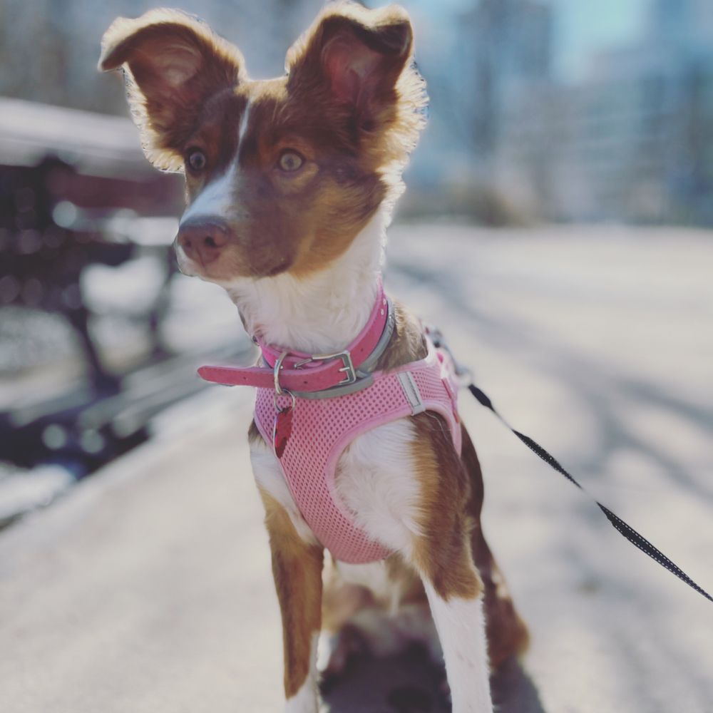 Pawfect Companion - pet boarding facility in Stamford, CT