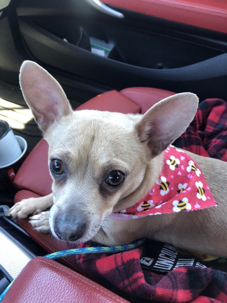 RUB A DUB DOGGIE Updated September 2024 23 Photos & 13 Reviews