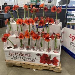 Lowe's Home Improvement - Flowers