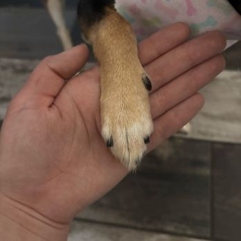 Barking Beauties - Her mani pedi :) - Pet Groomers Near Me - Palm Springs, California