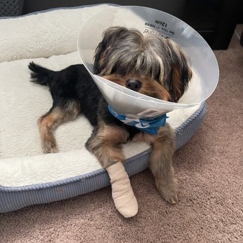 PetSmart - My poor baby - Pet Stores Near Me - Sand City, California