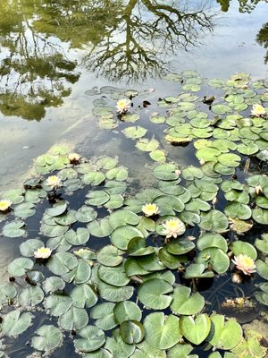 Ganna Walska Lotusland by null