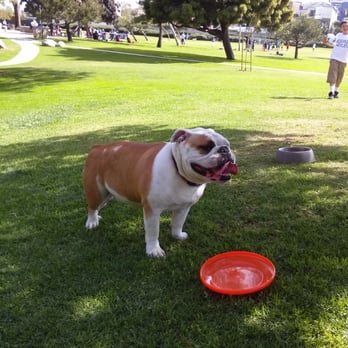 uShampooch - Here's our bully Shelby! Doesn't she look like the bulldog ushampooch has on their website under the "Contact" link! - Pet Groomers Near Me - Redondo Beach, California uShampooch - Here's our bully Shelby! Doesn't she look like the bulldog ushampooch has on their website under the "Contact" link! - Pet Groomers Near Me - Redondo Beach, California