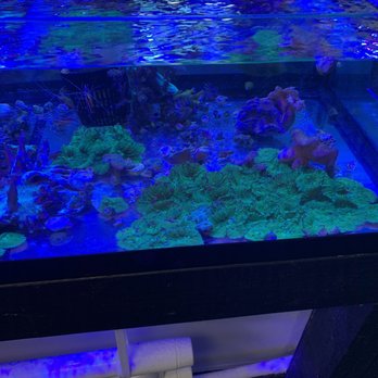 All Things Aquariums - Local Fish Stores Near Me - Wilsonville, Oregon All Things Aquariums - Local Fish Stores Near Me - Wilsonville, Oregon