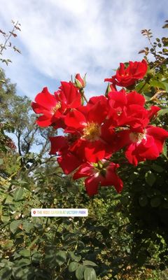 Rose Garden at Victory Park by null