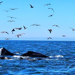 Ocean Safaris