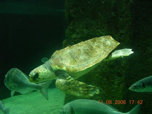 Biarritz Aquarium by null