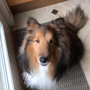 Coco Clips Dog Grooming - Pet Groomers Near Me - Vienna, Virginia