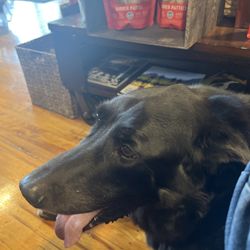 Pampered Puppies - Gronk, my dog