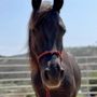 Photo of Hooves, Paws & Claws Animal Care