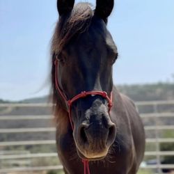 Hooves, Paws & Claws Animal Care