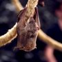 Photo of Rod Diehl Pest Control
