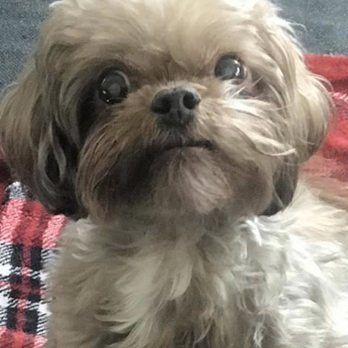Praise the Paw - Pet Groomers Near Me - Denver, Colorado