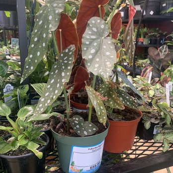 East Bay Nursery - Polka Dot Begonia that I purchased - Nurseries & Gardening Near Me - Berkeley, California