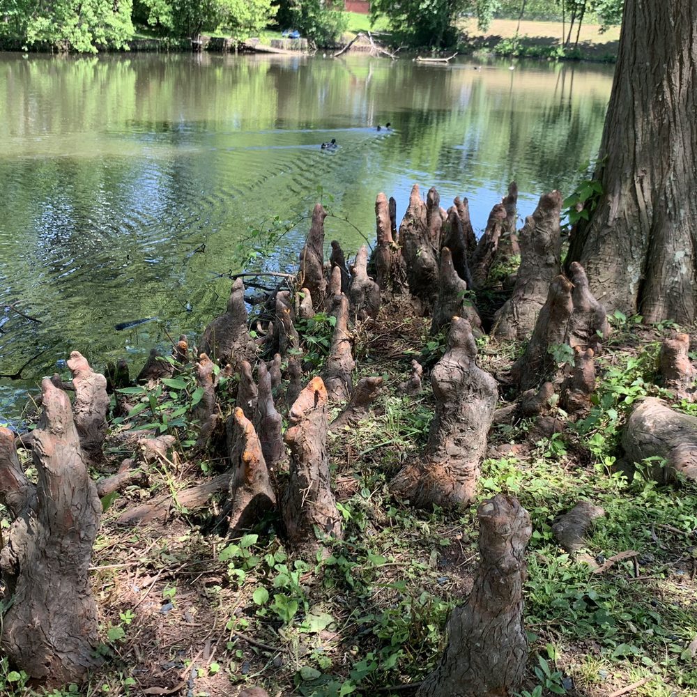The Duck Pond - Cool looking "tree root statues!" - Playgrounds Near Me - Shreveport, Louisiana The Duck Pond - Cool looking "tree root statues!" - Playgrounds Near Me - Shreveport, Louisiana