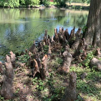 The Duck Pond - Cool looking "tree root statues!" - Playgrounds Near Me - Shreveport, Louisiana