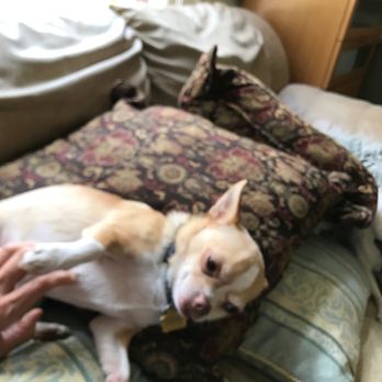 Richardson Rescue - Animal Shelters Near Me - York, South Carolina