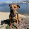 Point Loma Paws gift card