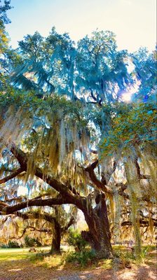 Cannon's Point Preserve by null