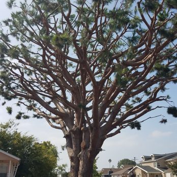 E & M Tree Service - After .... - Tree Services Near Me - Gardena, California E & M Tree Service - After .... - Tree Services Near Me - Gardena, California
