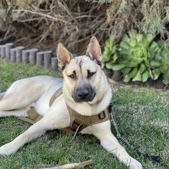 Just Good Dogs: Training and Behavior Consultants - Bean listening attentively - Dog Walkers Near Me Just Good Dogs: Training and Behavior Consultants - Bean listening attentively - Dog Walkers Near Me