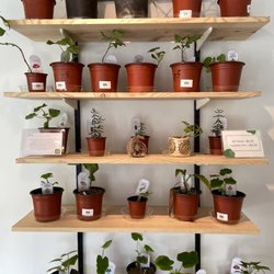 The Trojan Trading Post - Plants $3 to $5...a STEAL